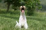 FOX TERRIER 612